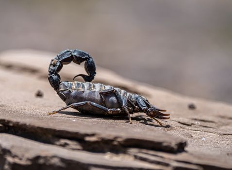 Horoscoop Schorpioen vandaag gezondheid: dit zegt jouw dag in Alkmaar